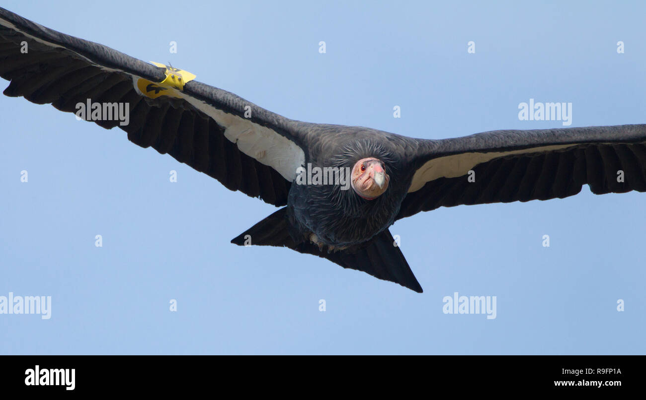 Big sur condor hires stock photography and images Alamy