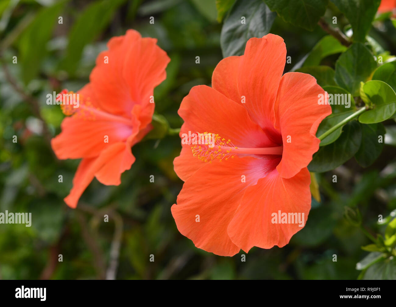 Chinese rose hires stock photography and images Alamy