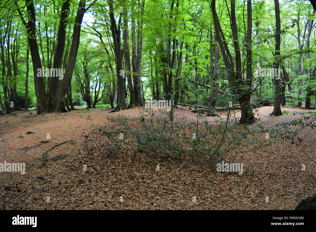 Loughton camp epping forest hires stock photography and images Alamy