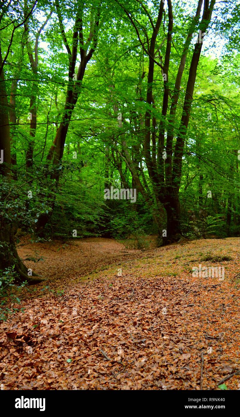 Loughton camp epping forest hires stock photography and images Alamy