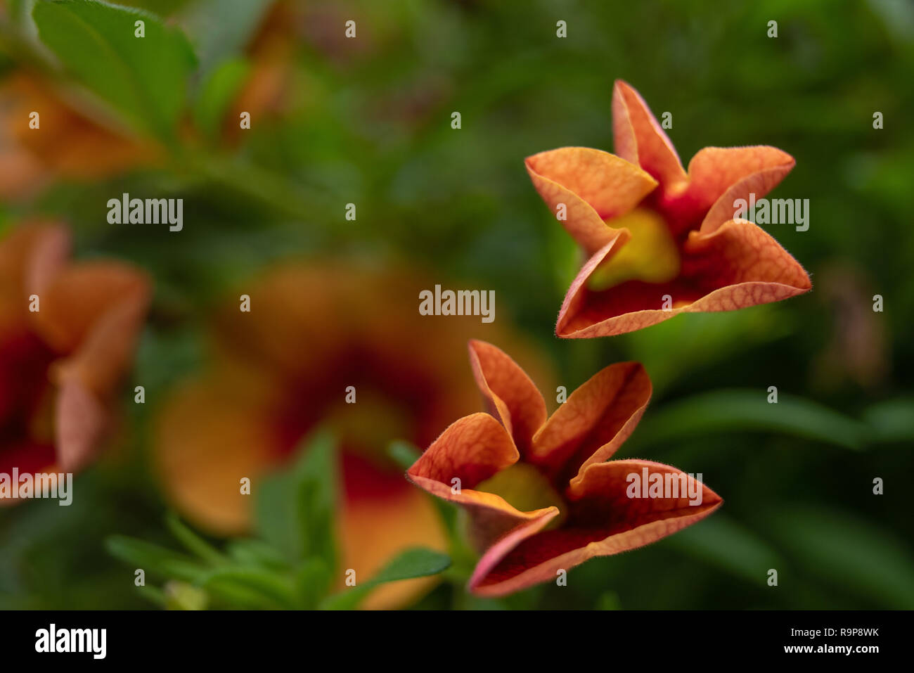 Beautiful national parks in chaiyaphum hires stock photography and