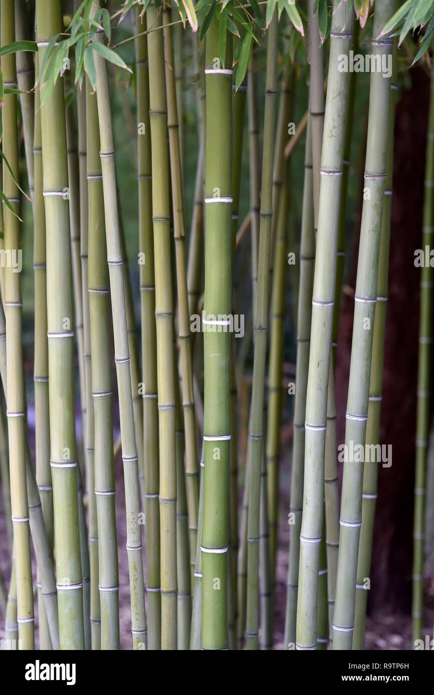 Bamboo grove landscape hires stock photography and images Alamy
