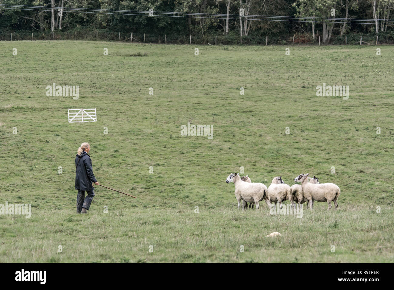Sheep Dog Trials Stock Photo Alamy