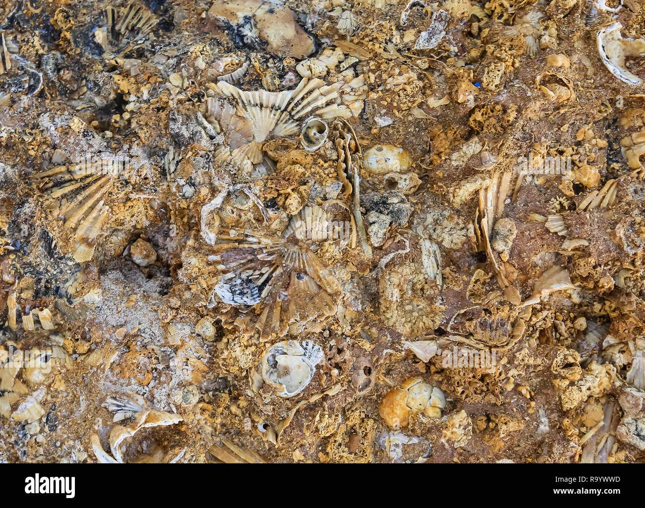 Old coquina hires stock photography and images Alamy