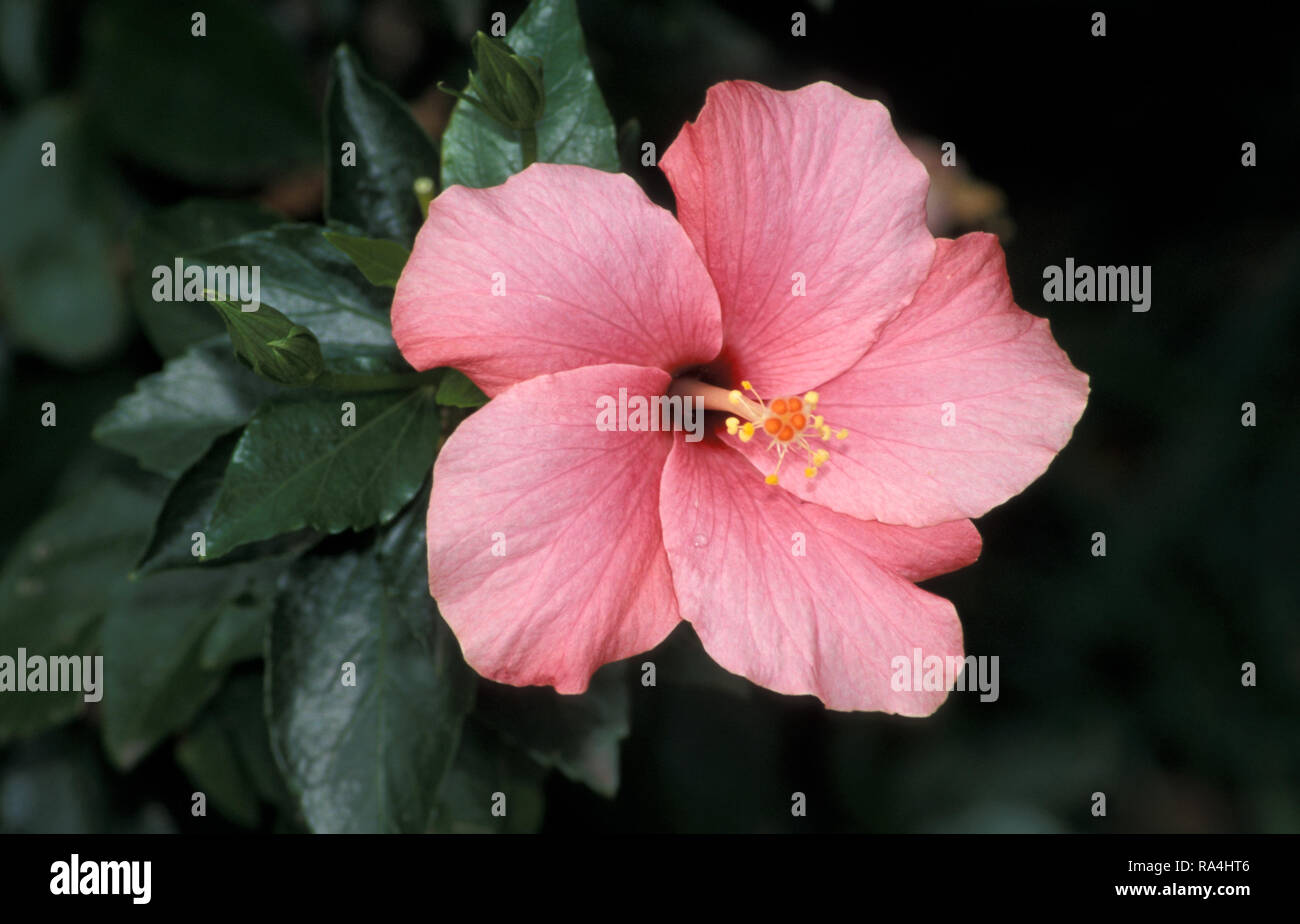 PINK HIBISCUS FLOWER Stock Photo Alamy