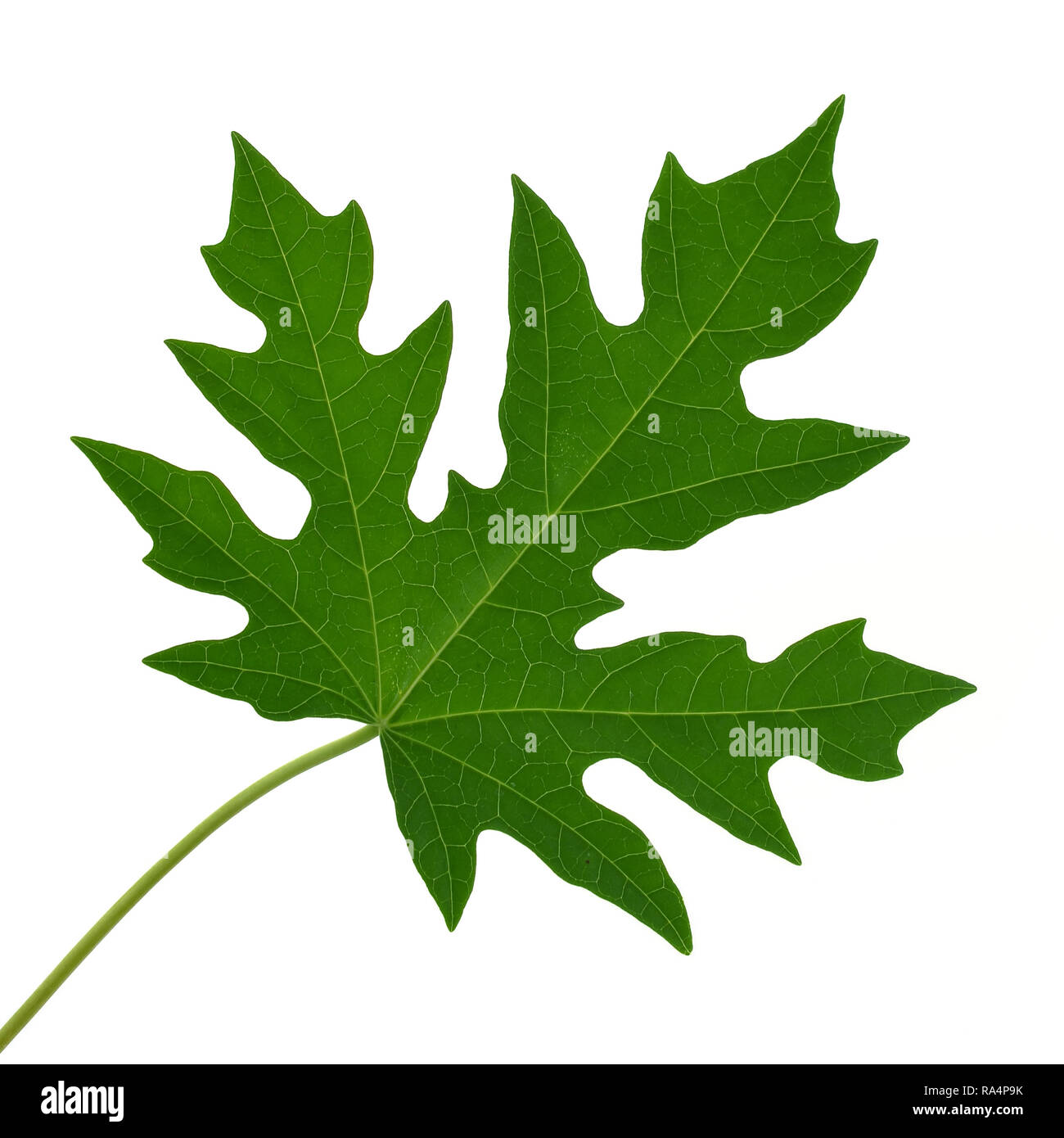 papaya leaf on white background Stock Photo Alamy