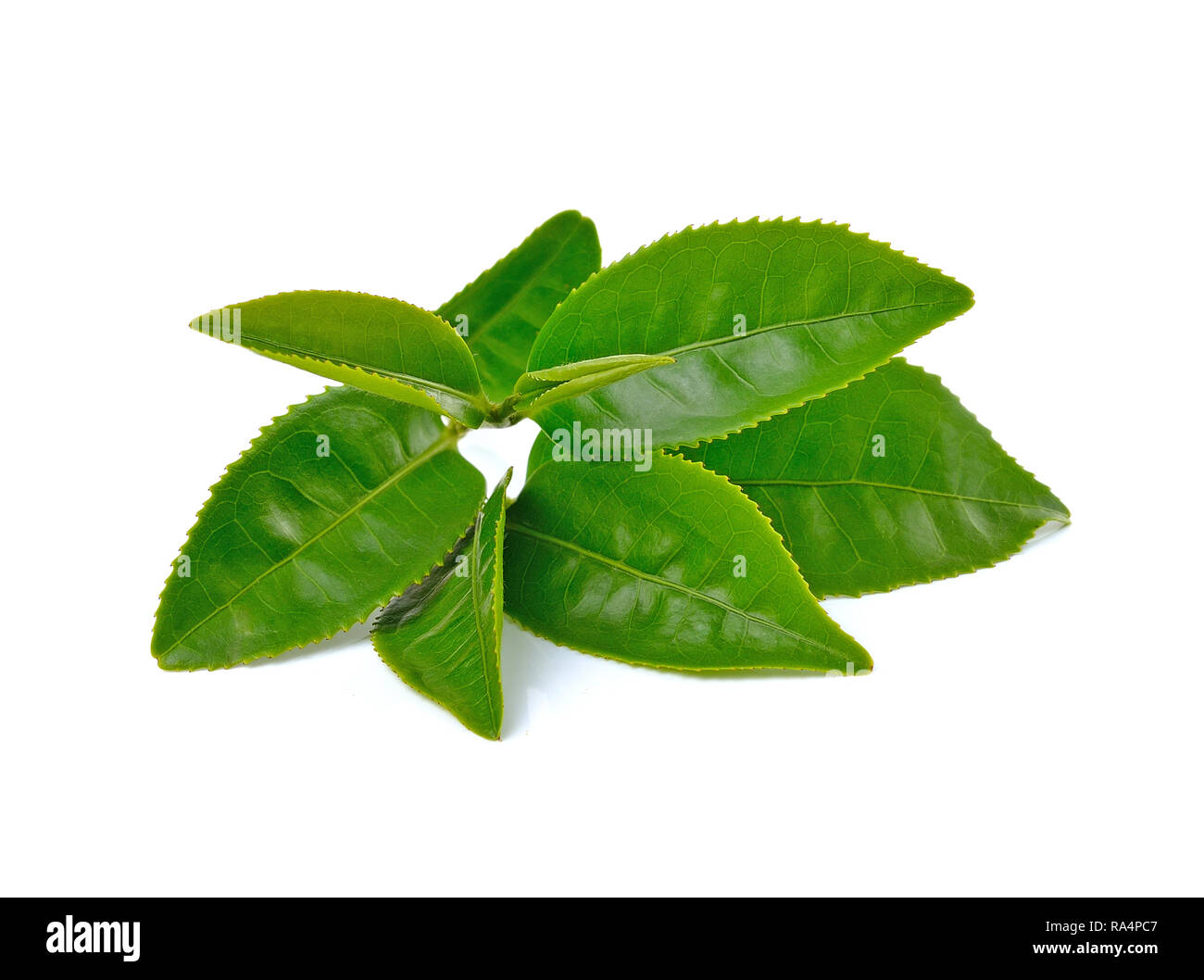 Green tea leaf isolated on white background Stock Photo Alamy