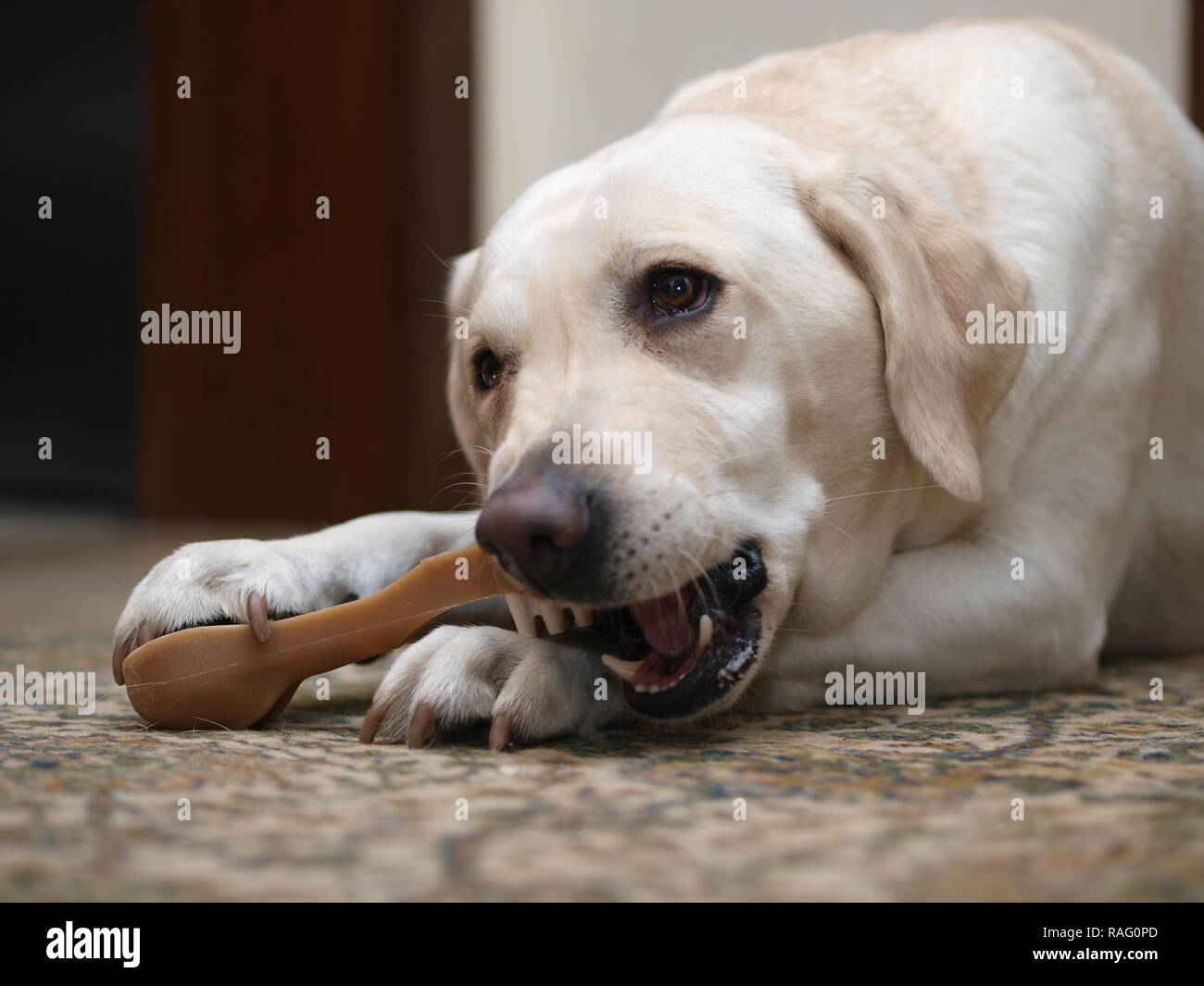 Dog eating bone Stock Photo Alamy