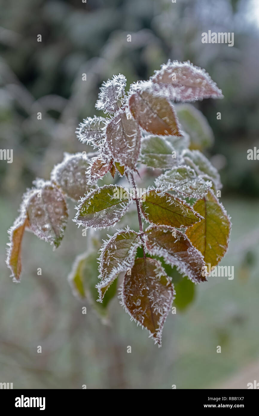 frozen rose petals Stock Photo Alamy