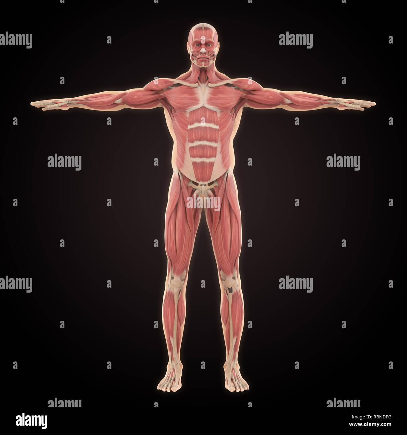 Human muscular system hi-res stock photography and images - Alamy