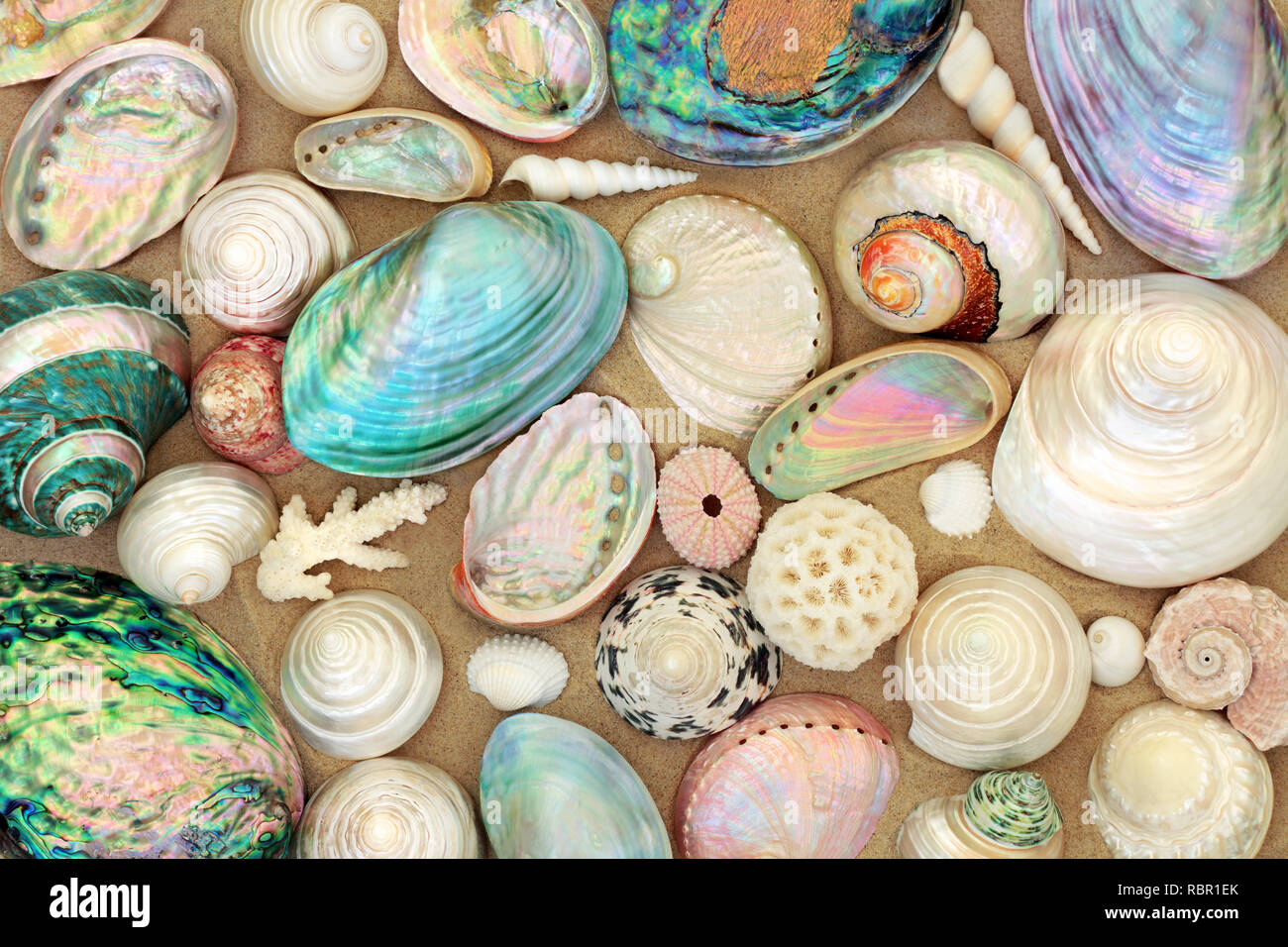 Large seashell selection on beach sand Stock Photo Alamy