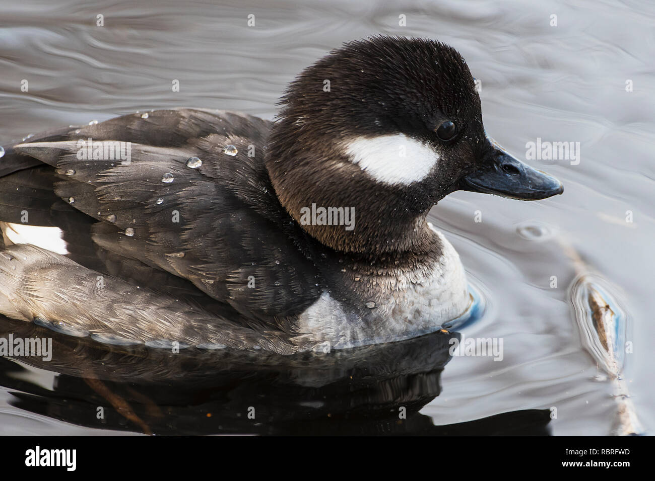 Female bufflehead duck up close Stock Photo Alamy