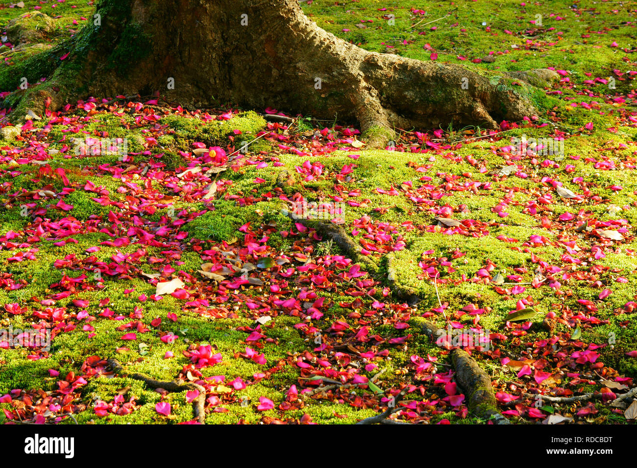Falling Camellia Sasanqua Stock Photo Alamy