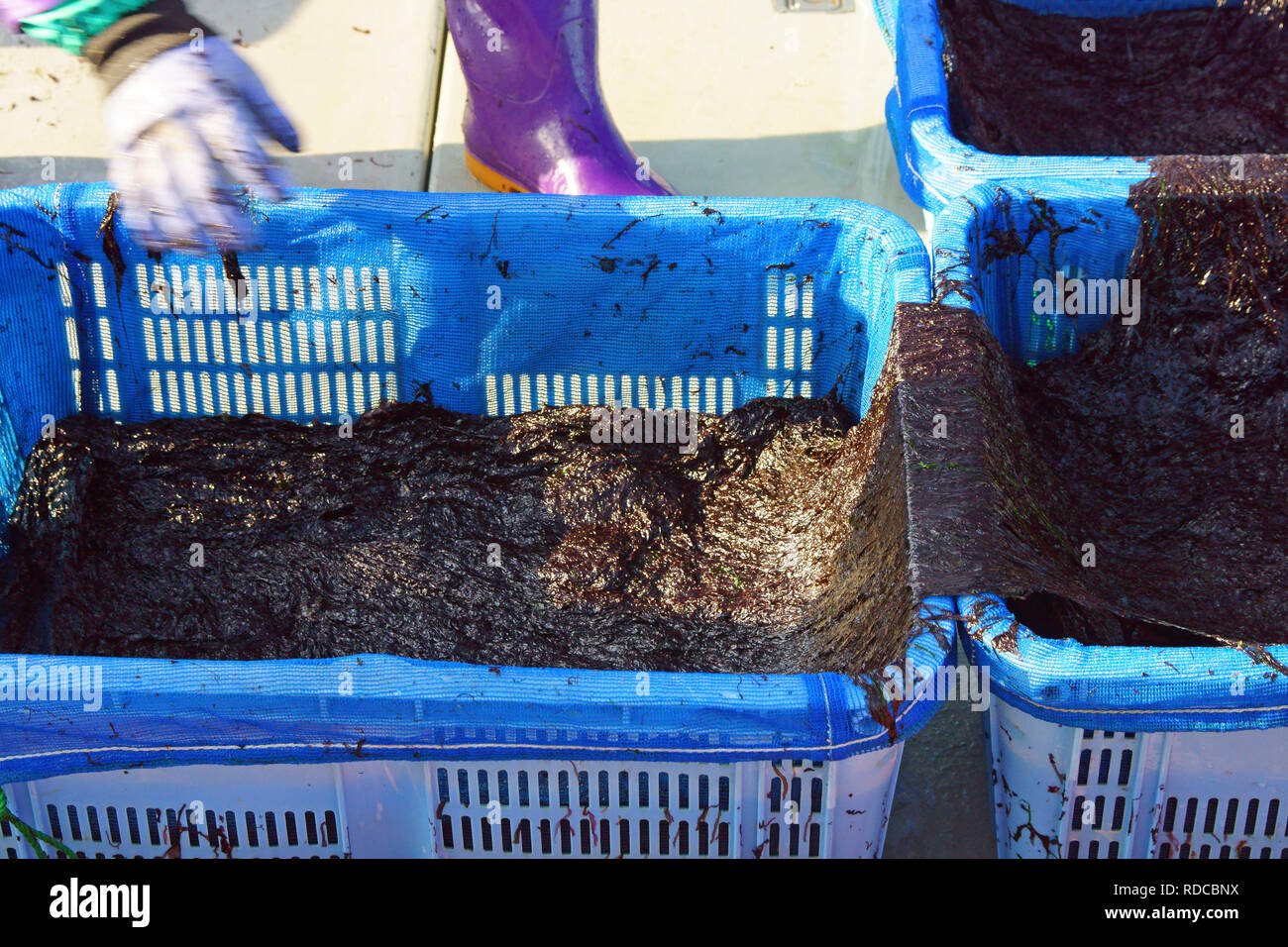 Seaweed laver algae hires stock photography and images Alamy