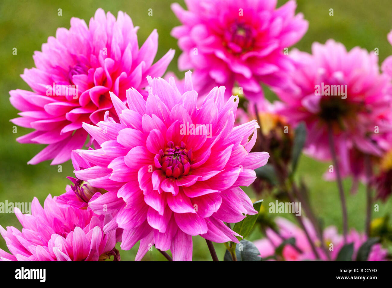 Dahlia border hires stock photography and images Alamy