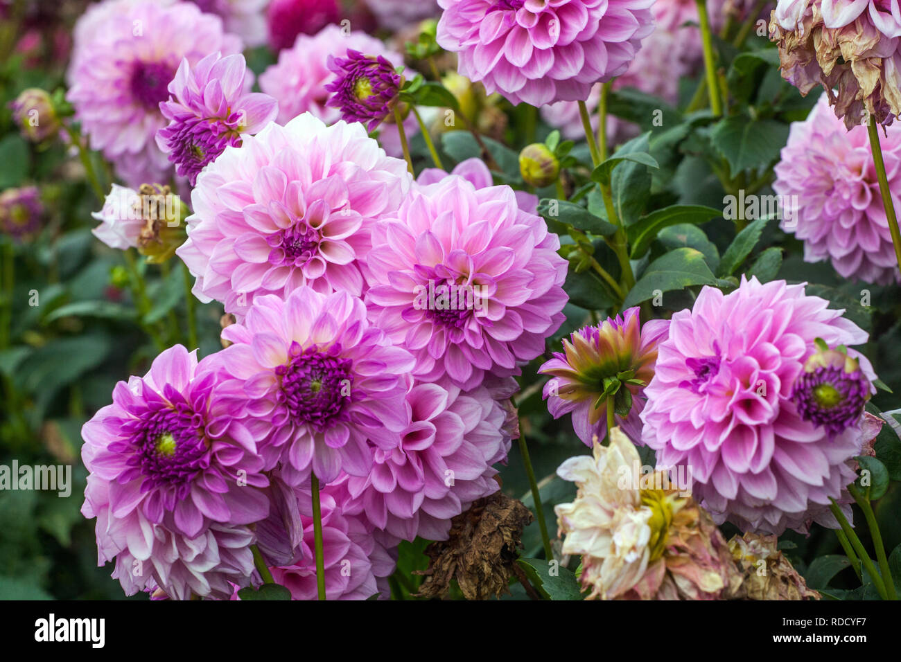 Purple dahlia border Stock Photo Alamy