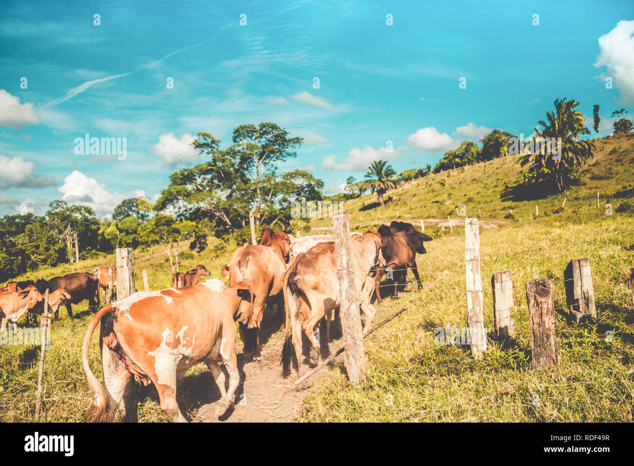 gathering the cattle on small farm Stock Photo Alamy