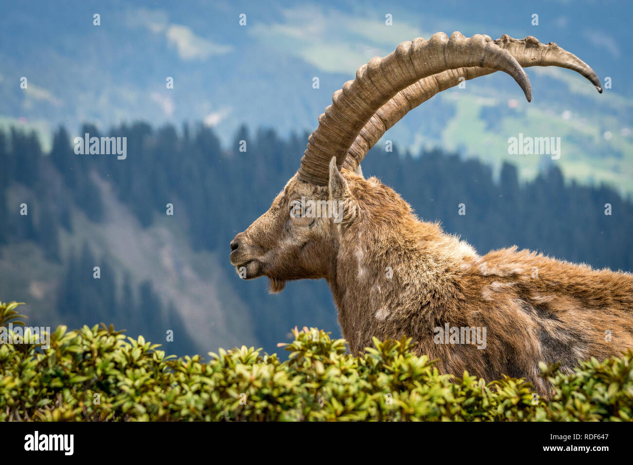 Portrait Schweiz Stock Photos & Portrait Schweiz Stock Images Alamy