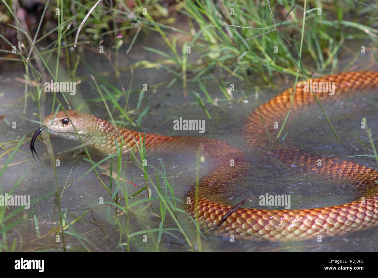 King Brown Snake Stock Photo Alamy