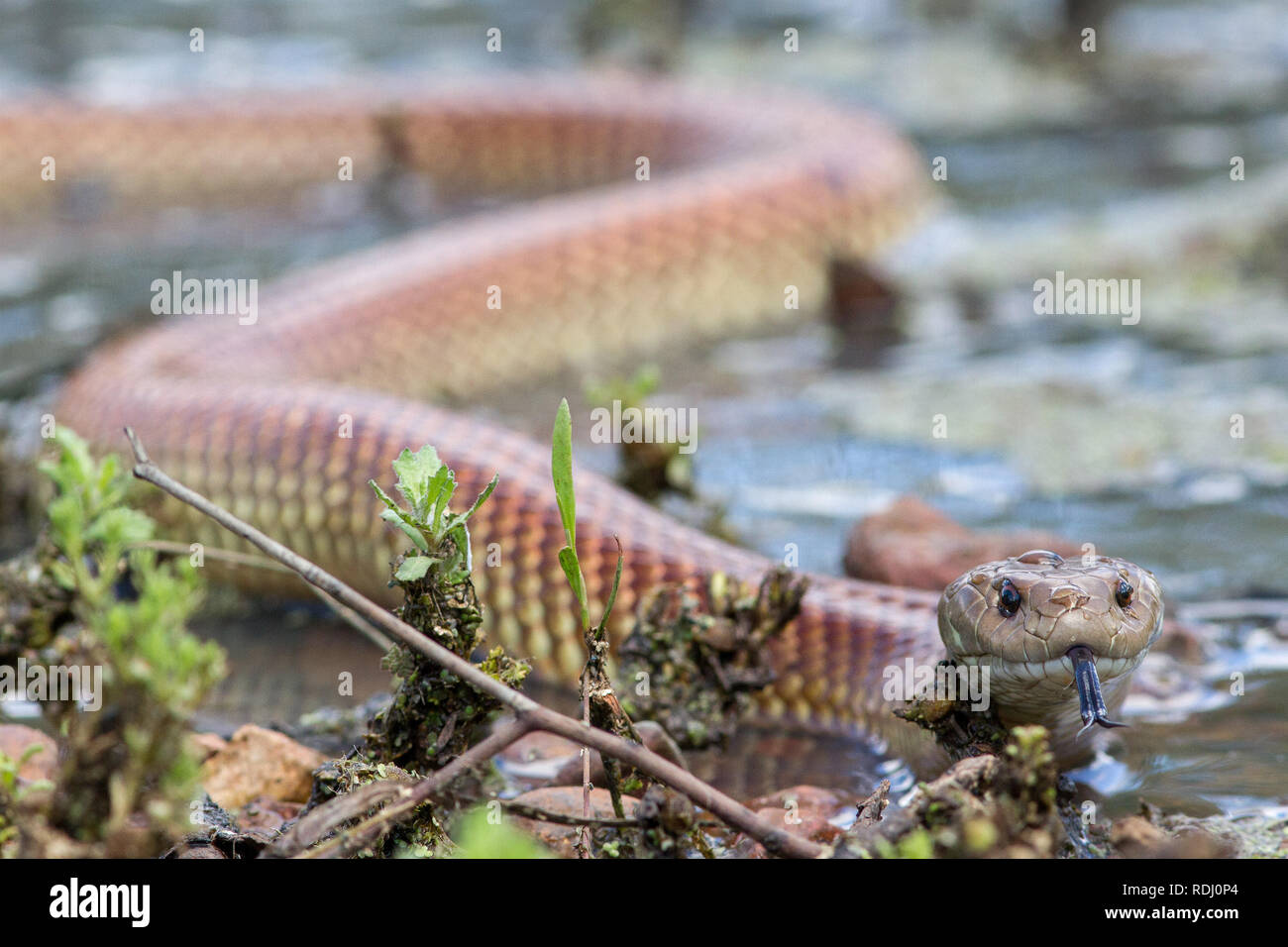 King brown snake hires stock photography and images Alamy