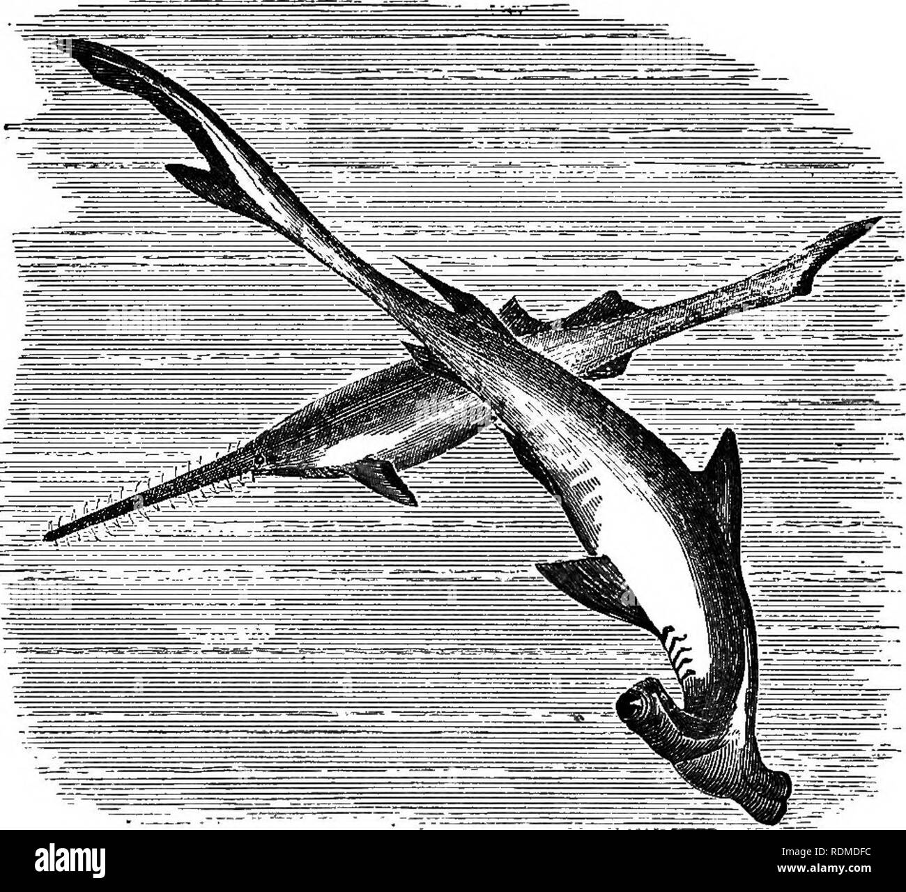 Double headed fish Black and White Stock Photos & Images Alamy
