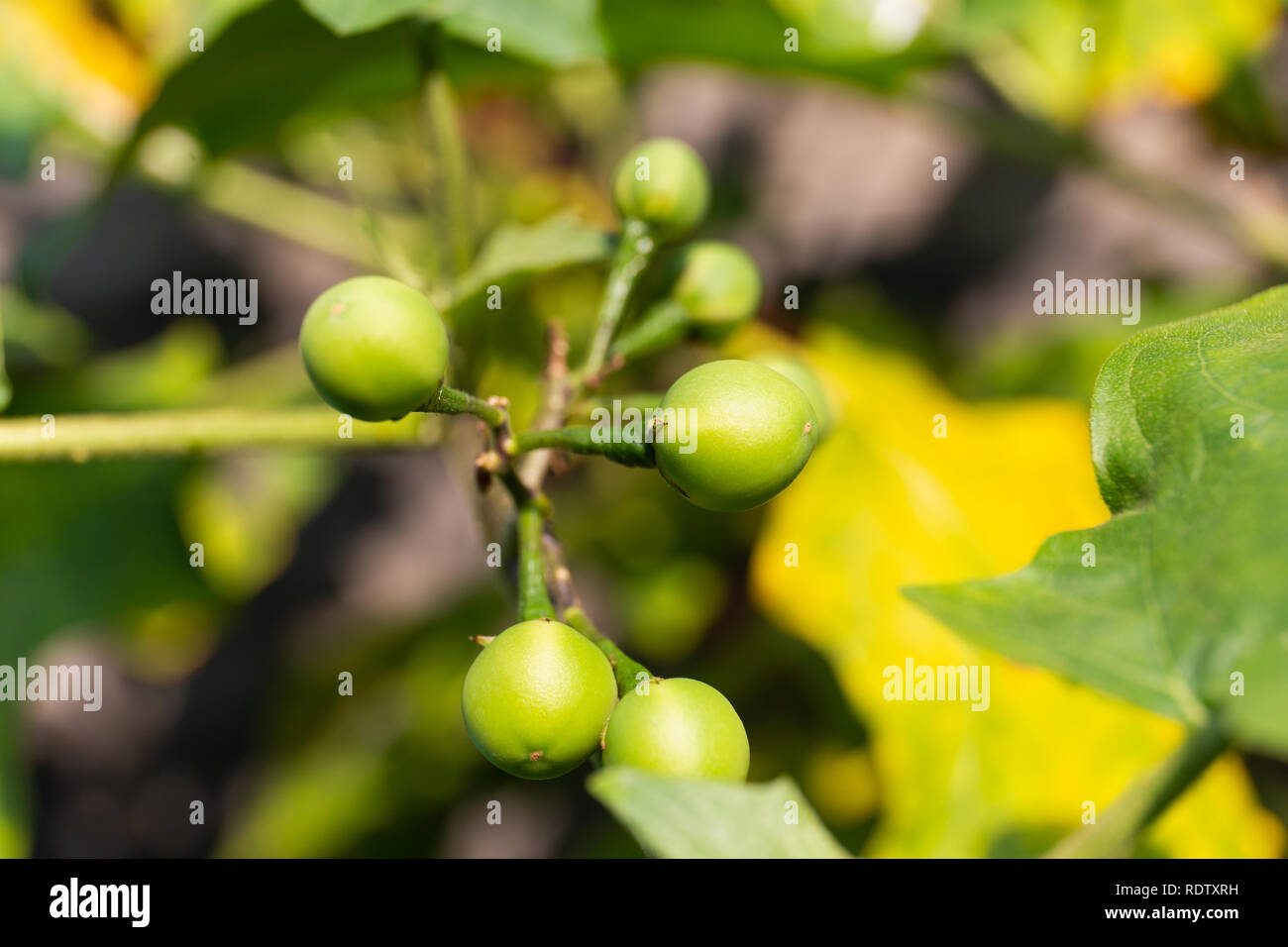 Wild Eggplant High Resolution Stock Photography and Images Alamy