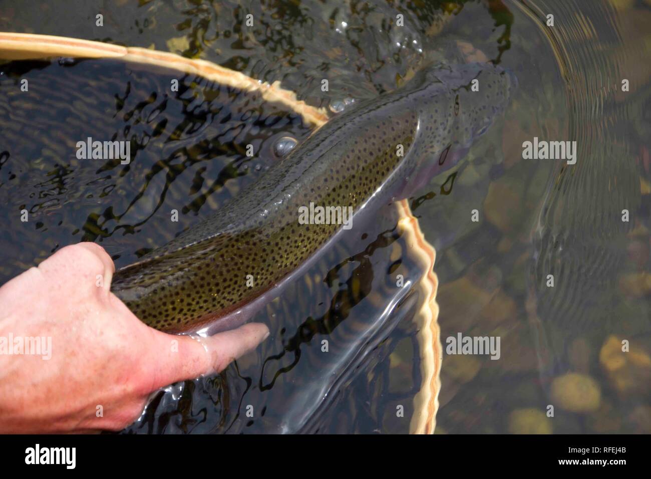 Rainbow Trout Release Stock Photo Alamy
