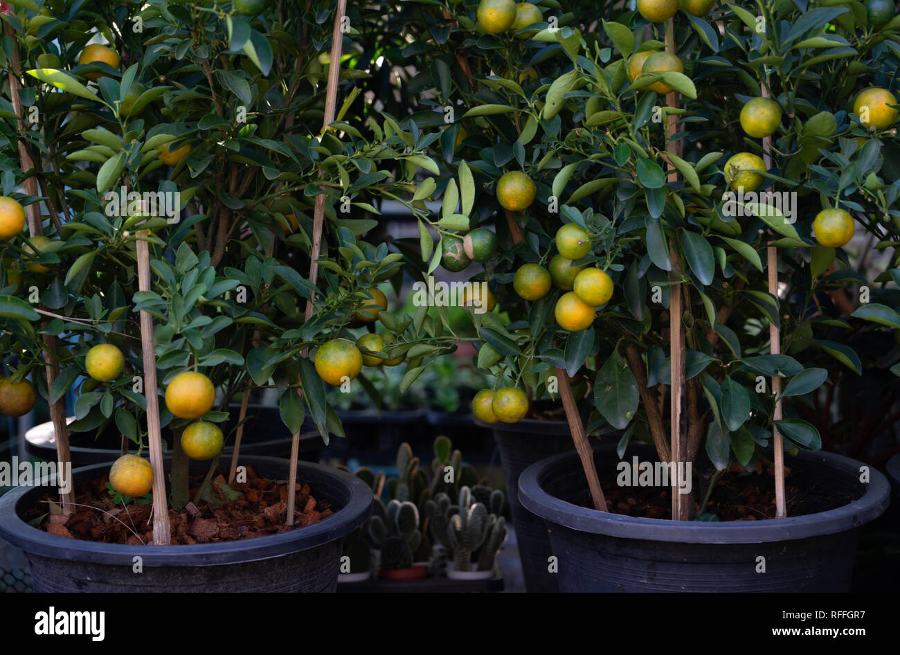 Little potted orange tree Stock Photo Alamy