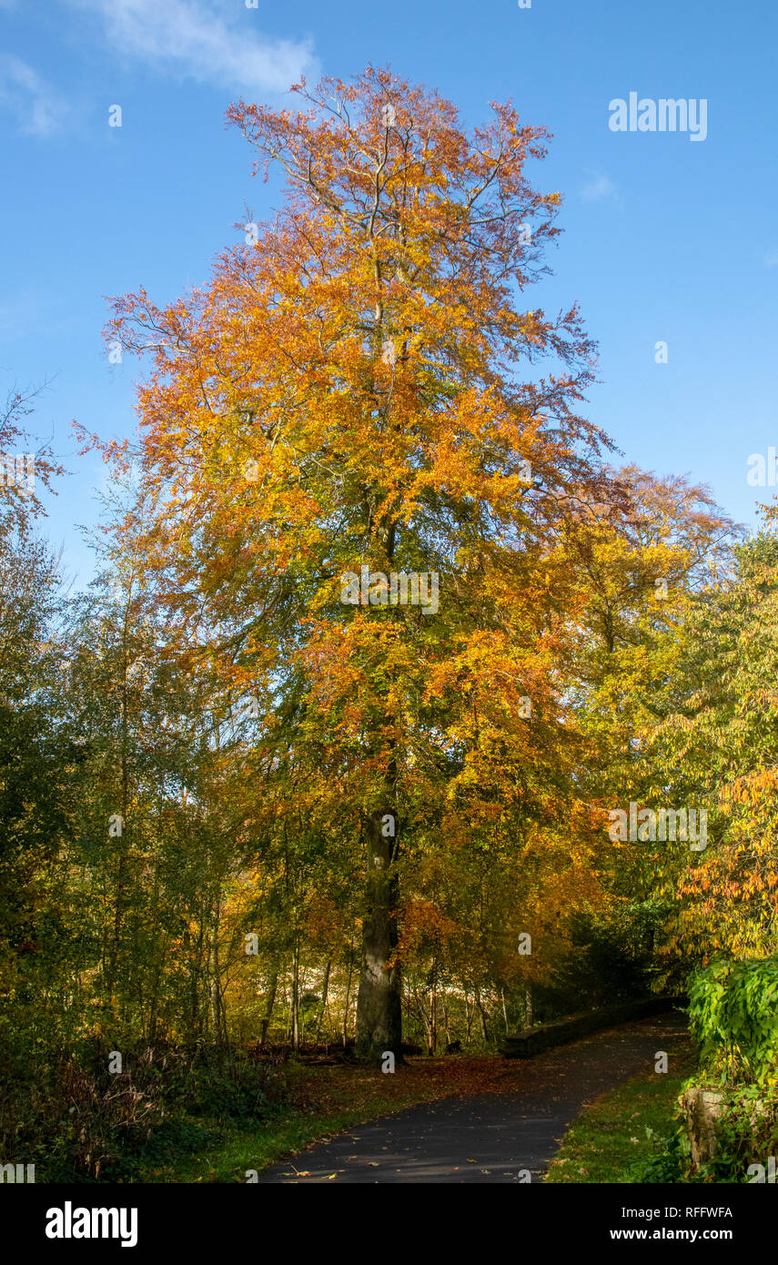 Beech tree in autumn colour Stock Photo Alamy