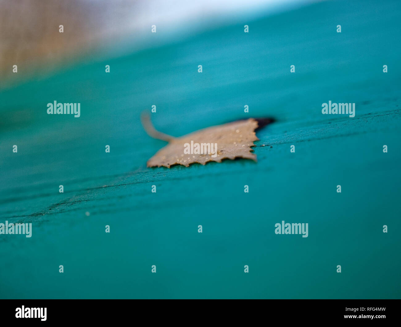Orange birch leaf hires stock photography and images Alamy