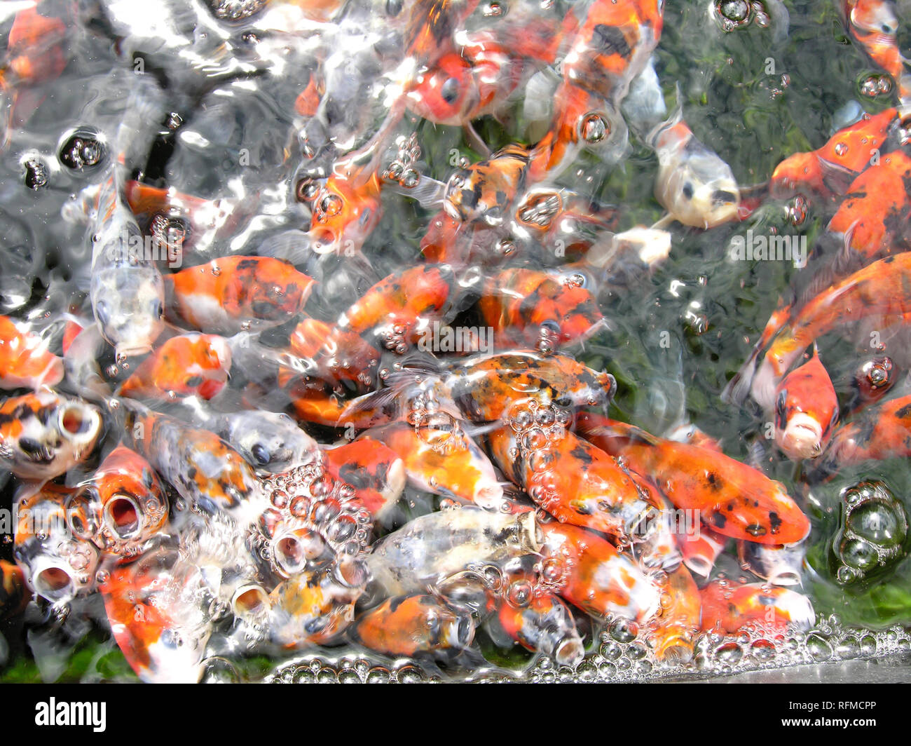 Japanese Koi Carp Stock Photo Alamy
