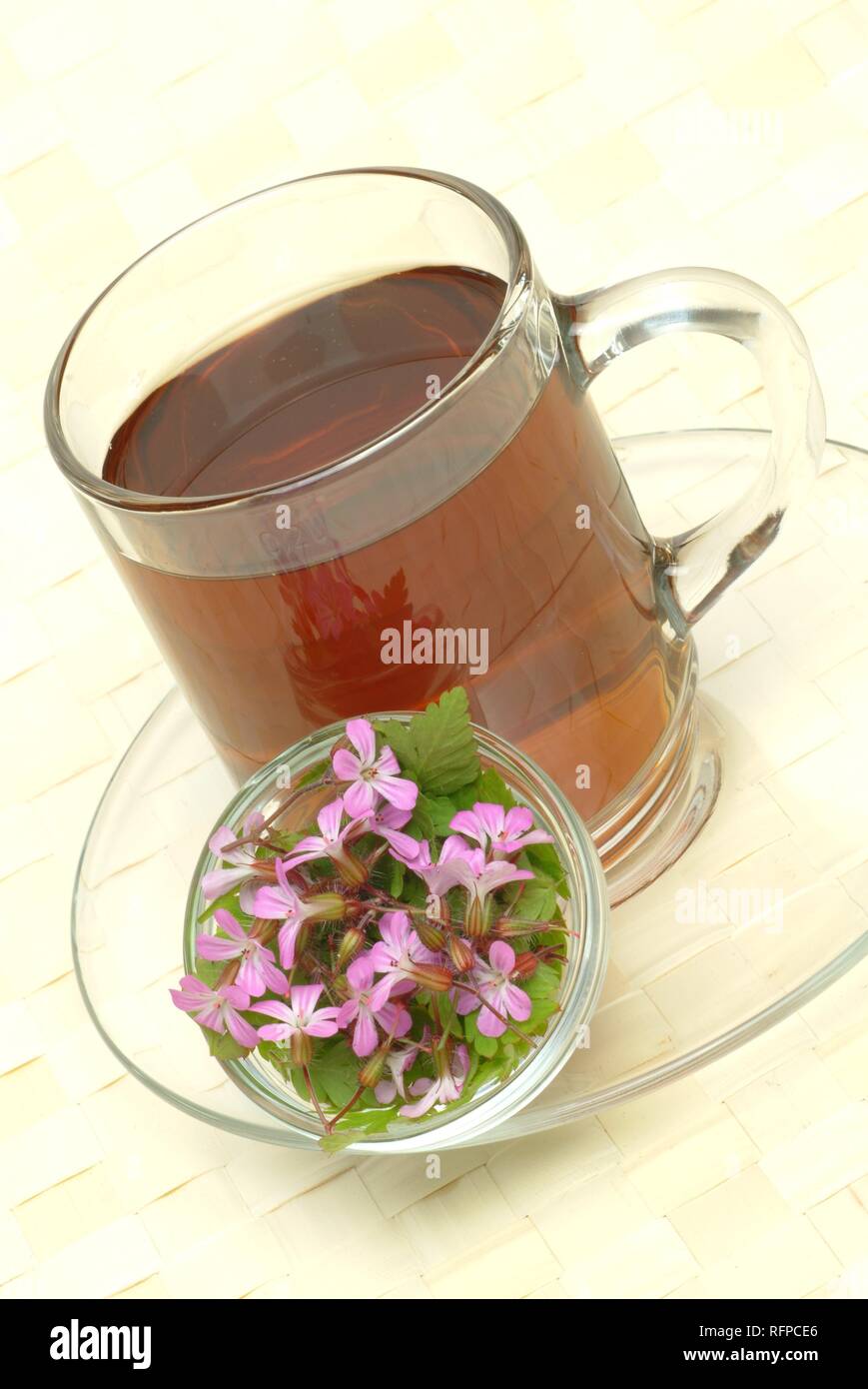 Herb Robert Tea, Geranium robertianum Stock Photo Alamy
