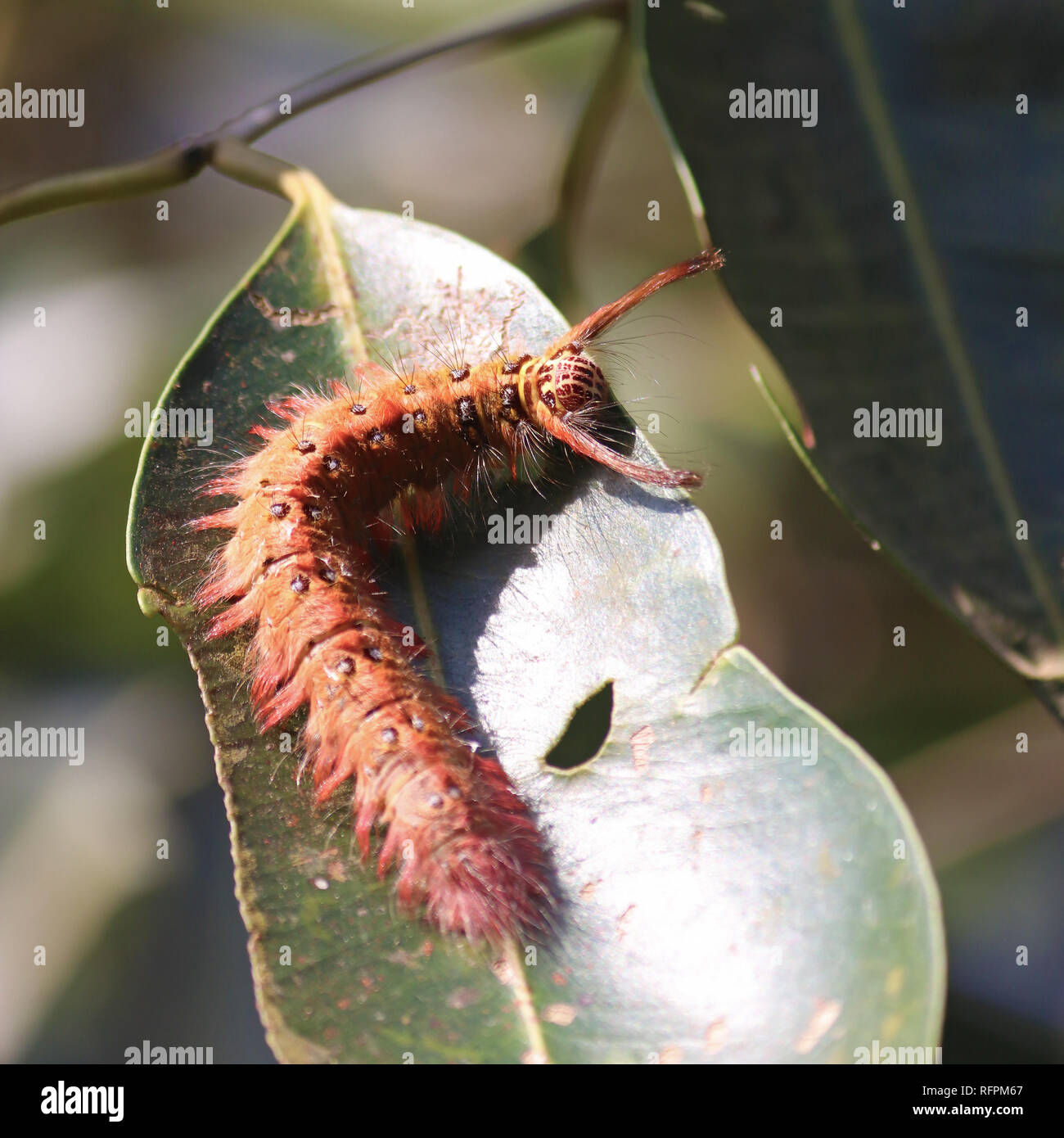 Red hairy moth caterpillar Stock Photo Alamy