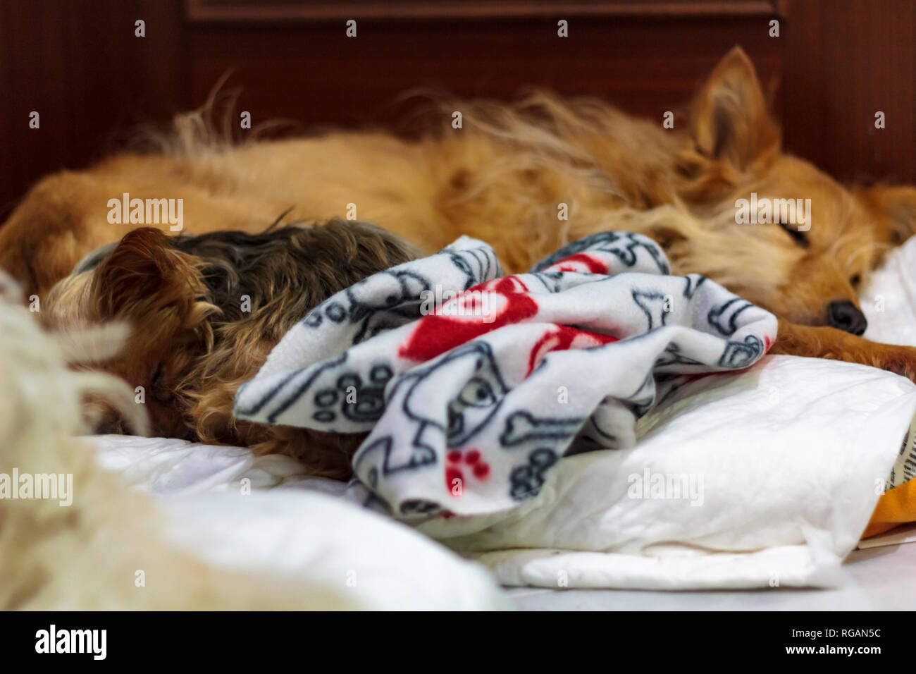 Two dogs sleeping in the same bed Stock Photo Alamy