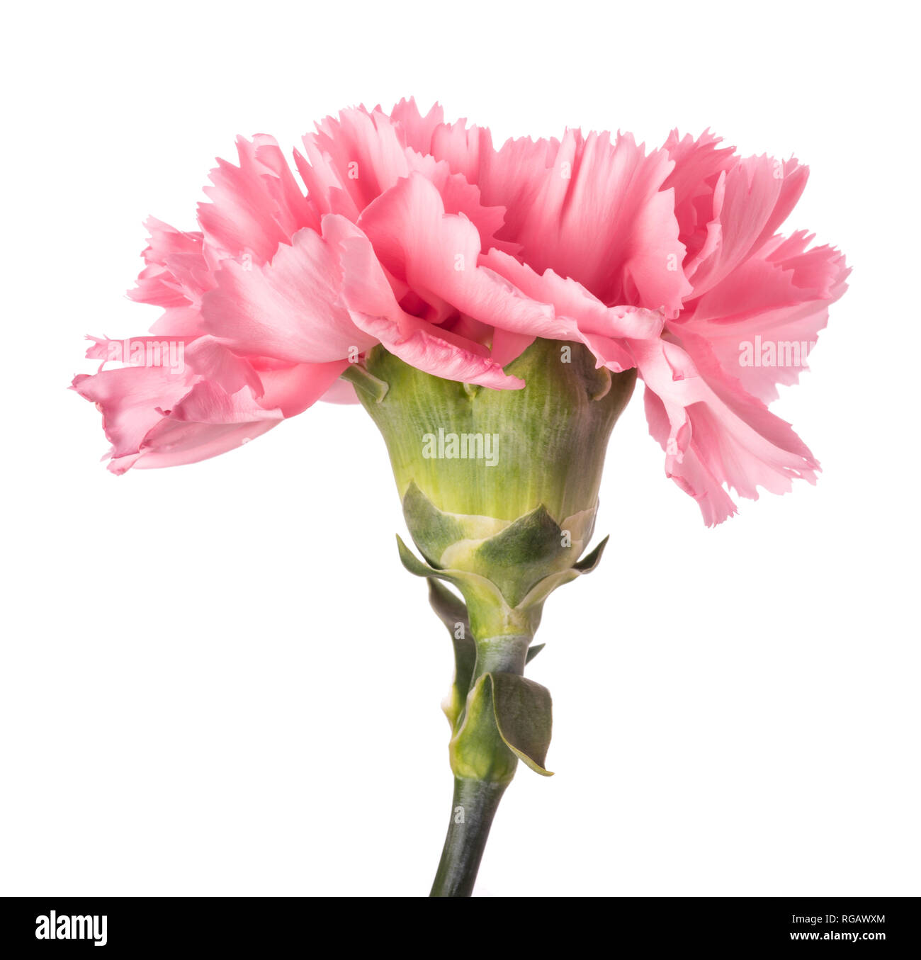 Carnation hires stock photography and images Alamy