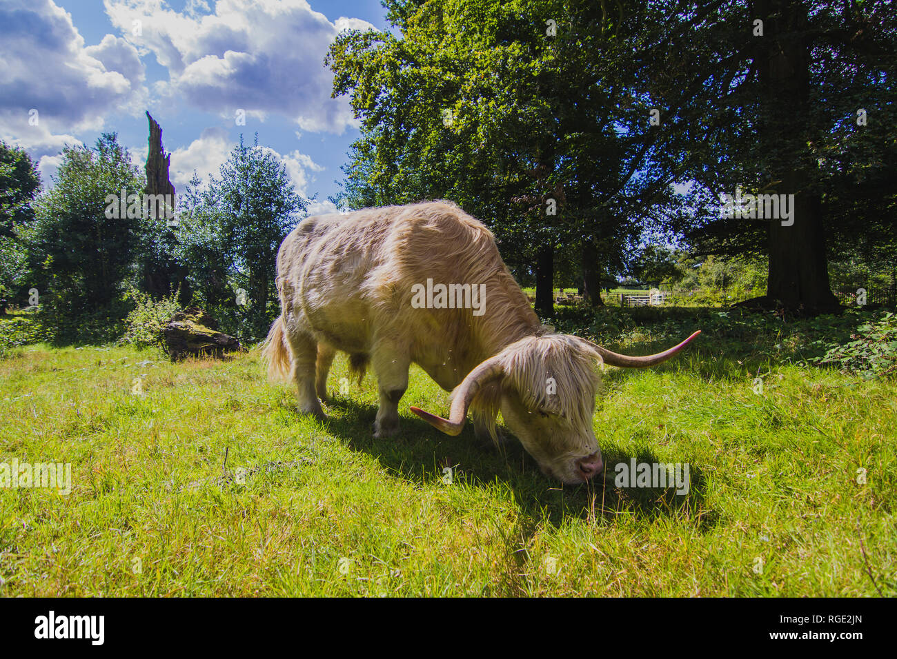 Highland cattle Cow Stock Photo Alamy