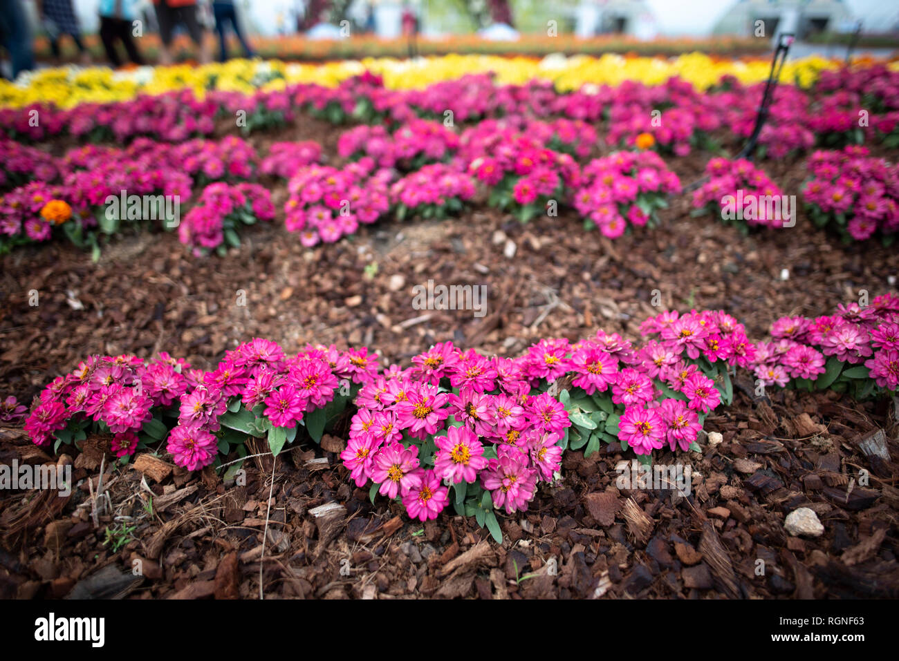 the flower garden Stock Photo Alamy