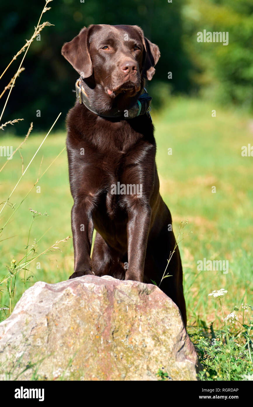Labrador Puppies Tampa Dog For Adoption Jett A Labrador Retriever In