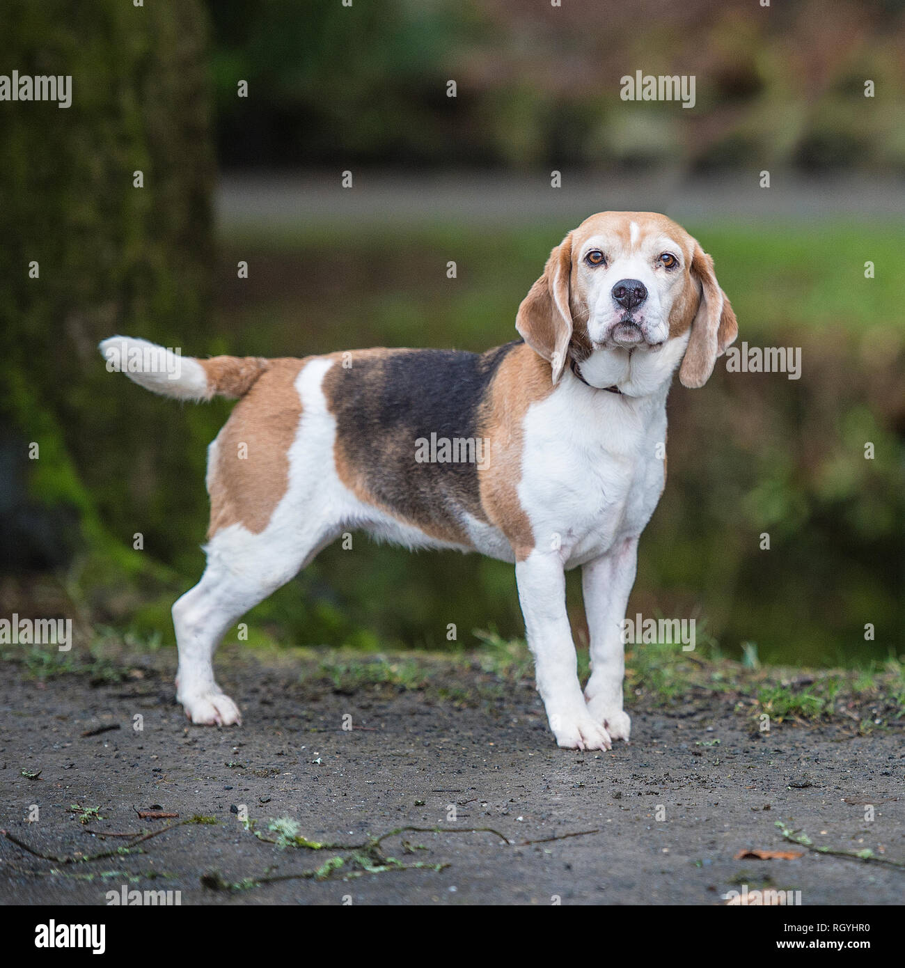 Beagle family hires stock photography and images Alamy