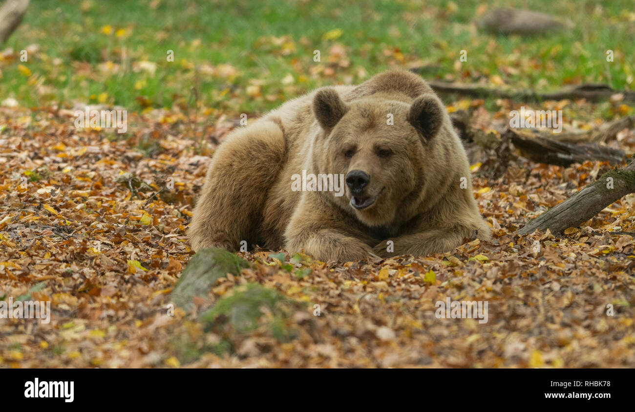Brown bear in the meadow Stock Photo Alamy