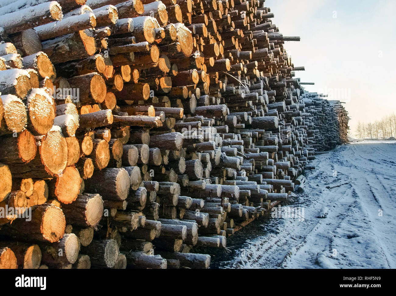 pulp industry raw material Stock Photo Alamy