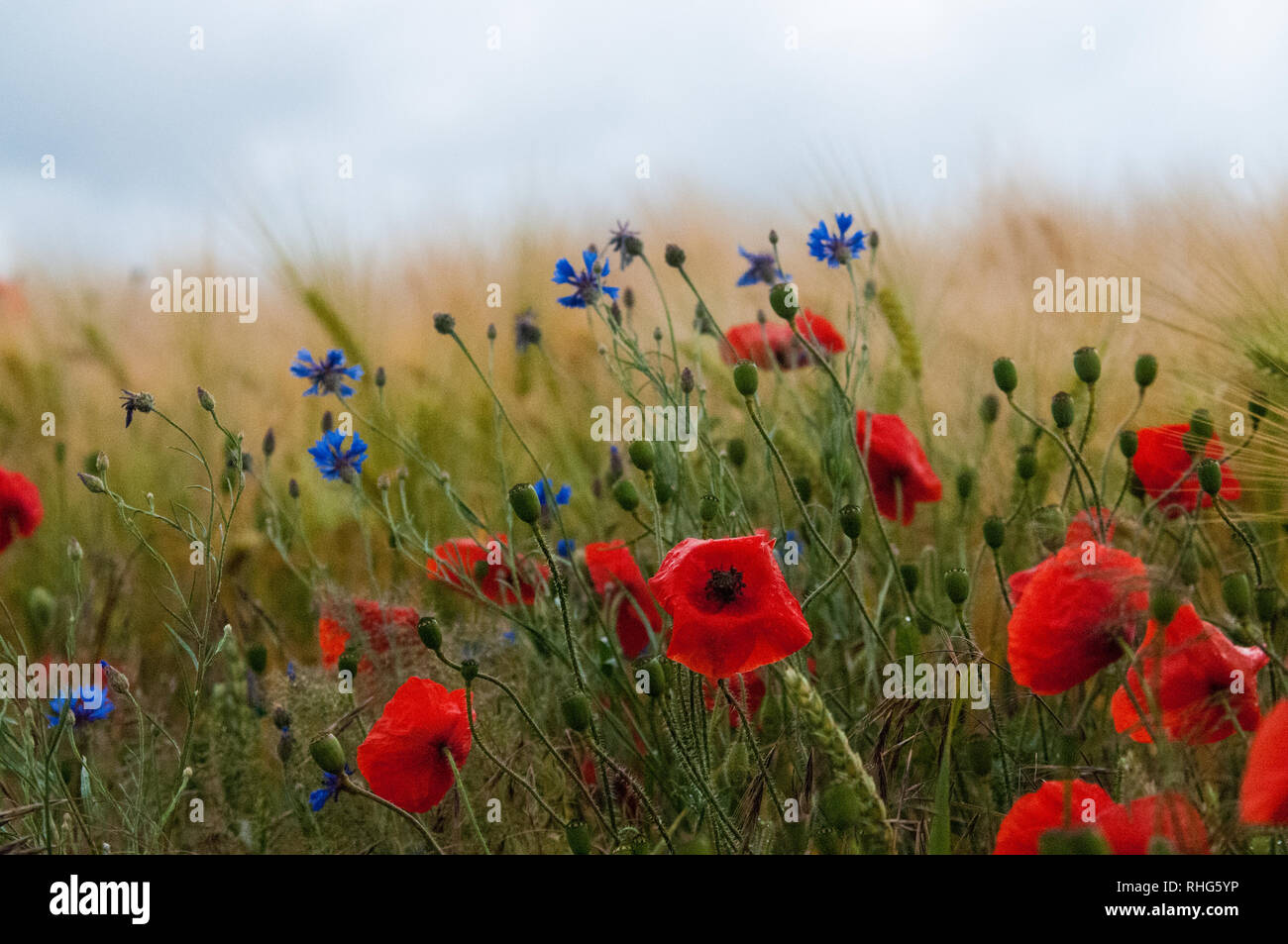 Red Colored Poppy Fields Stock Photo Alamy