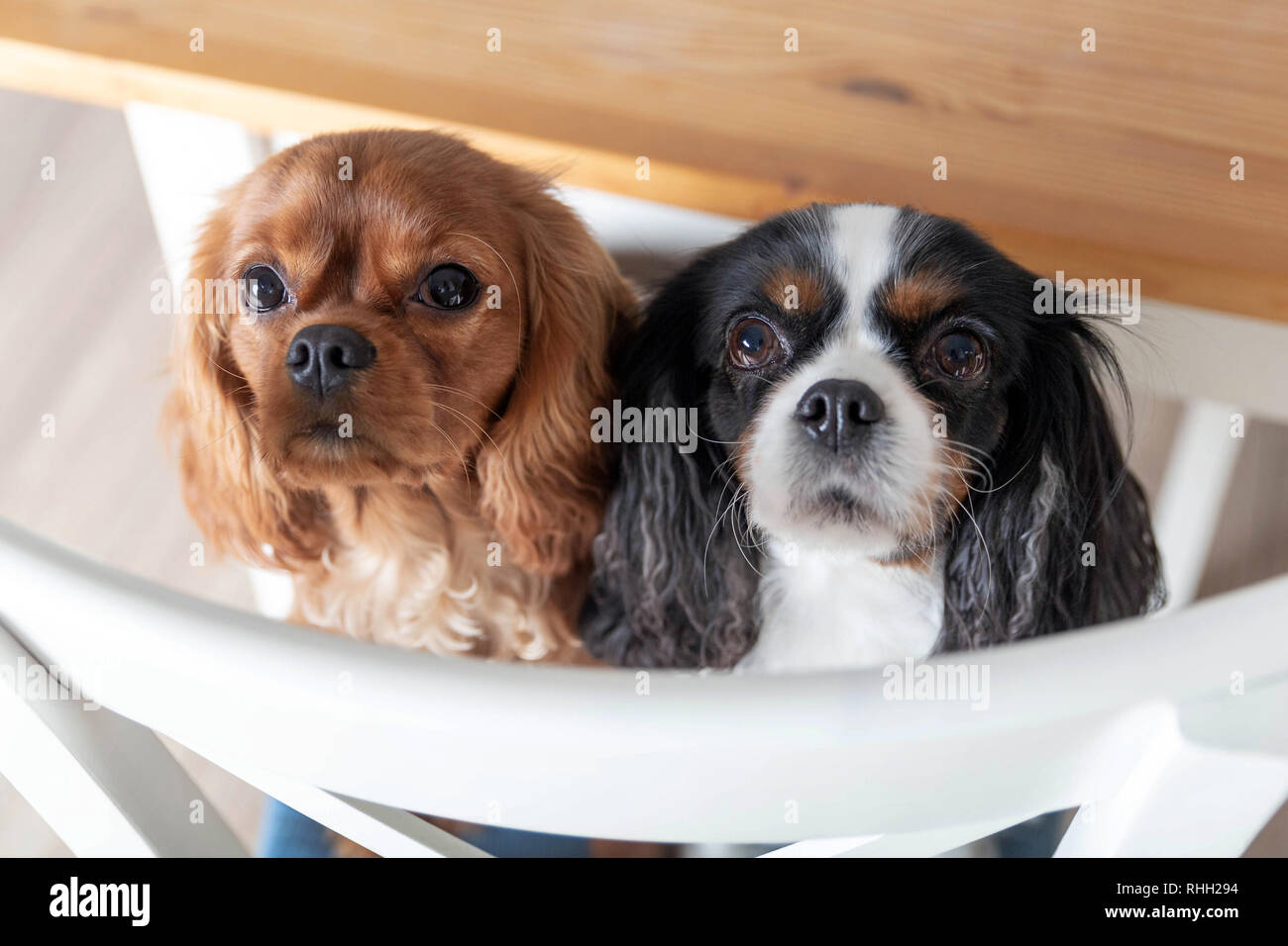 Two dogs sitting on the white chair Stock Photo Alamy