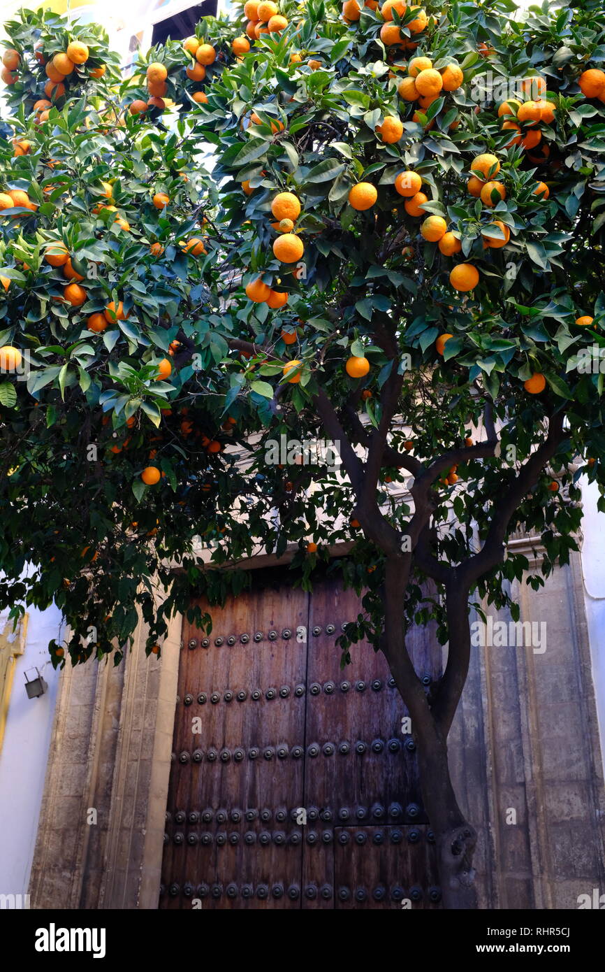 Orange Trees Seville Stock Photo Alamy