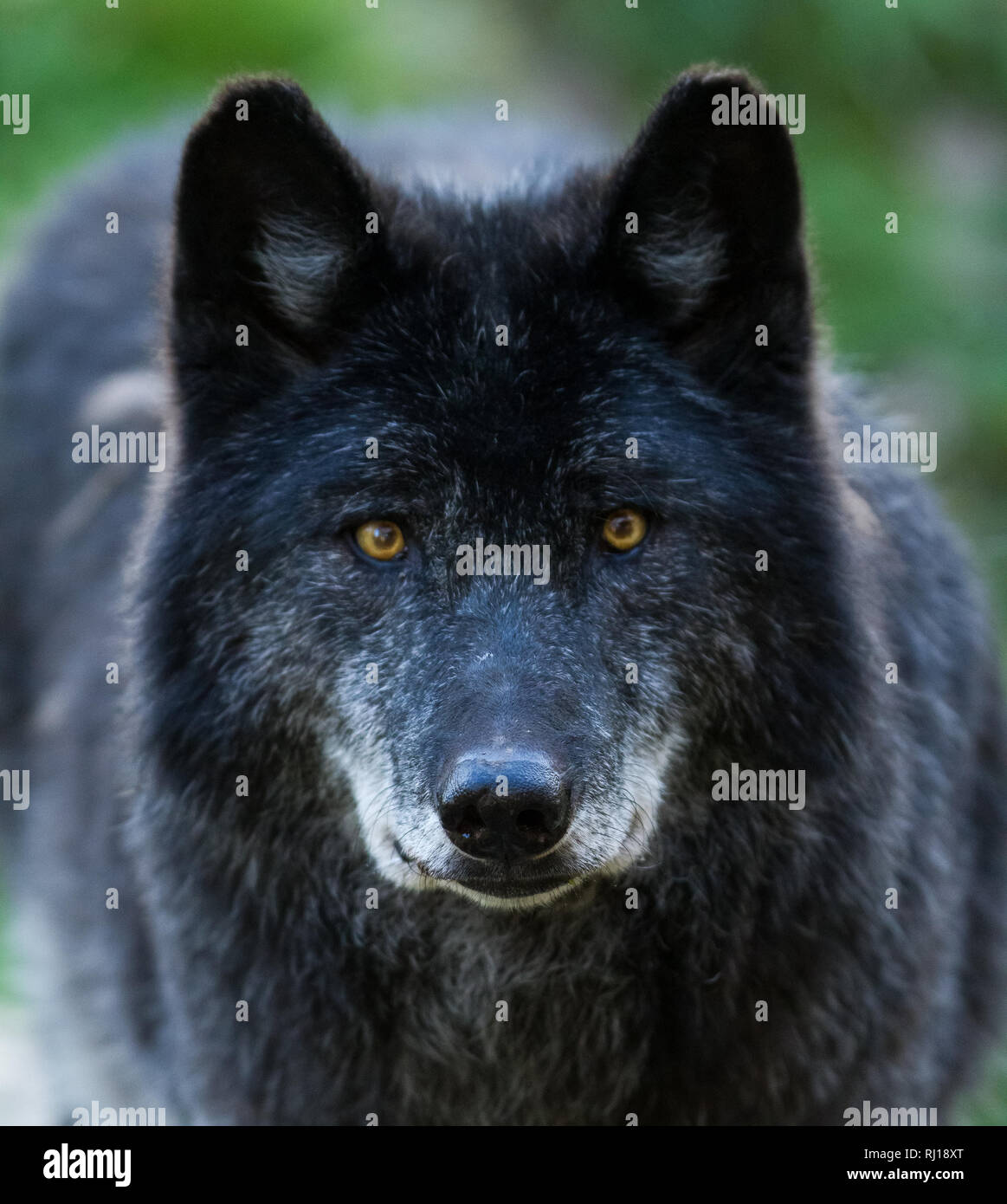 Black wolf in the forest Stock Photo Alamy