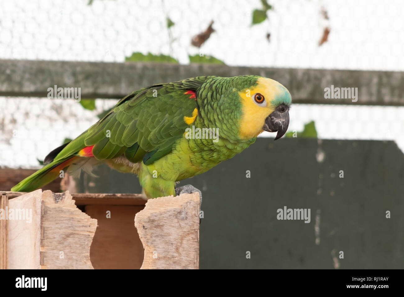 yellowheaded amazon Parrot Stock Photo Alamy