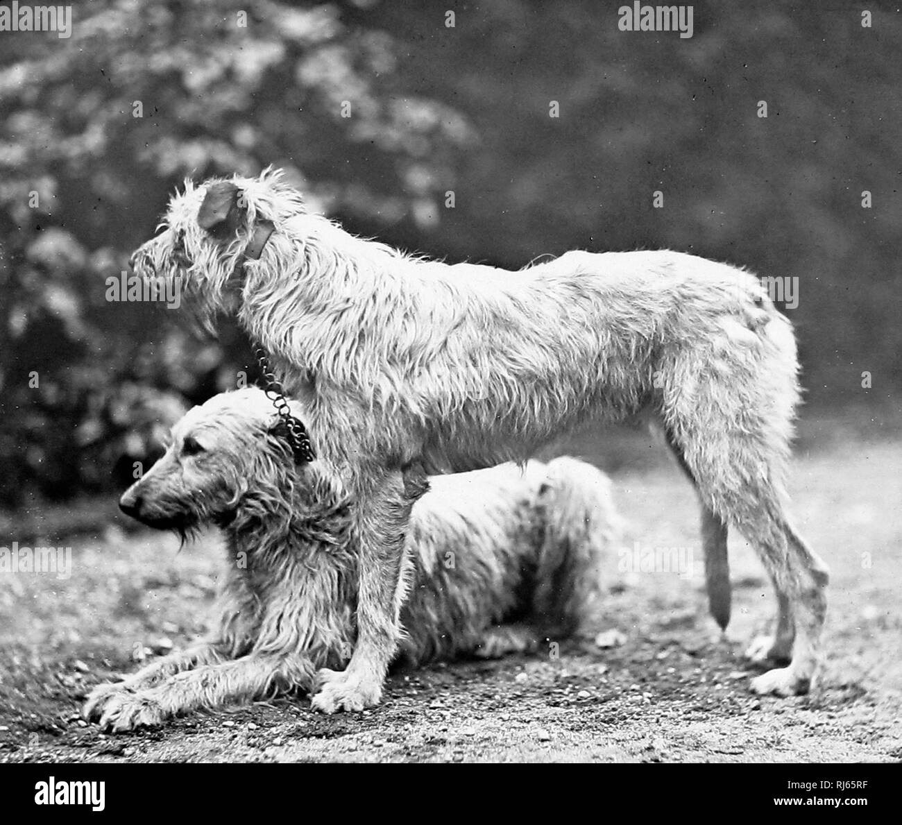 Deer Hounds Stock Photo Alamy