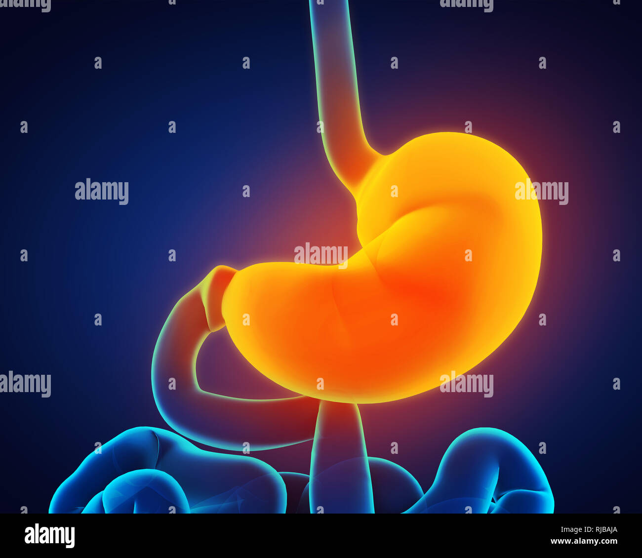 Human stomach hires stock photography and images Alamy