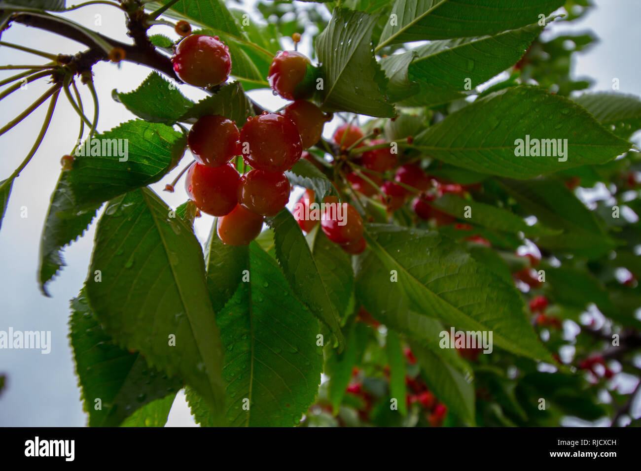Cherry Trees, Michigan Stock Photo Alamy