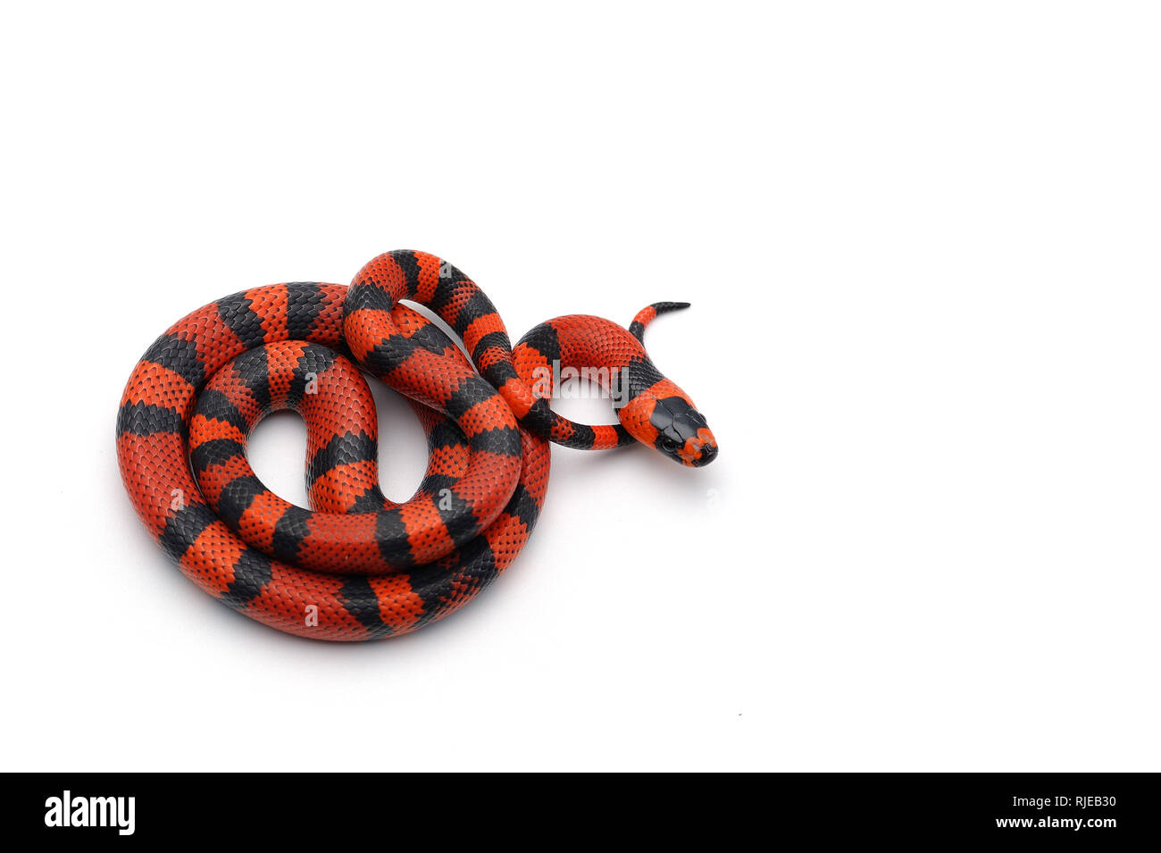 Red-Black Milk Snake Isolated On White Background Stock Photo - Alamy